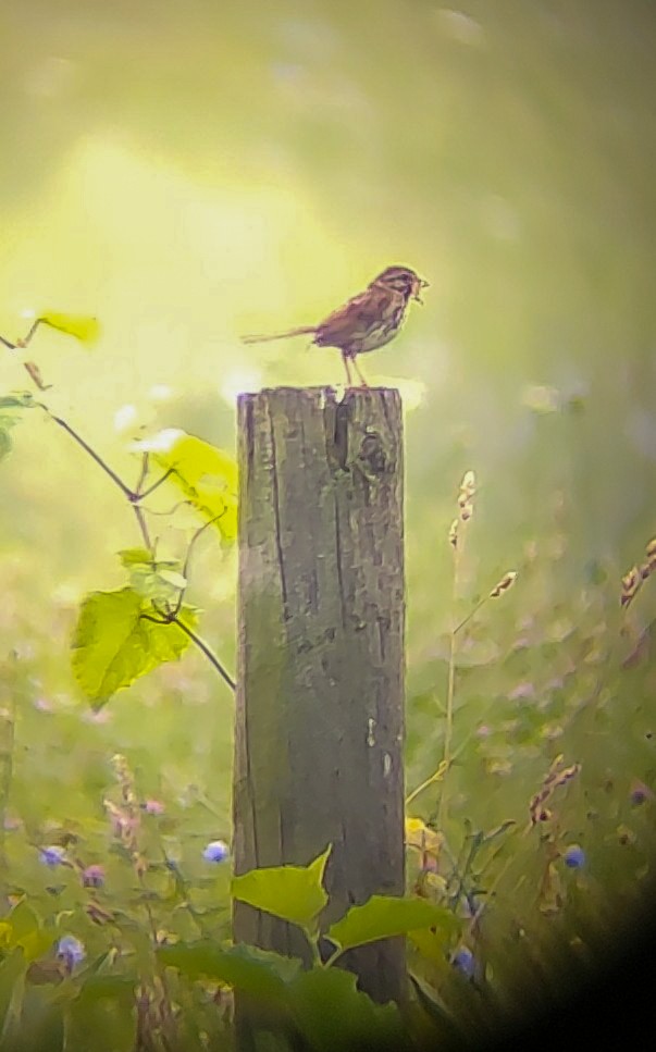 Song Sparrow - ML638897767
