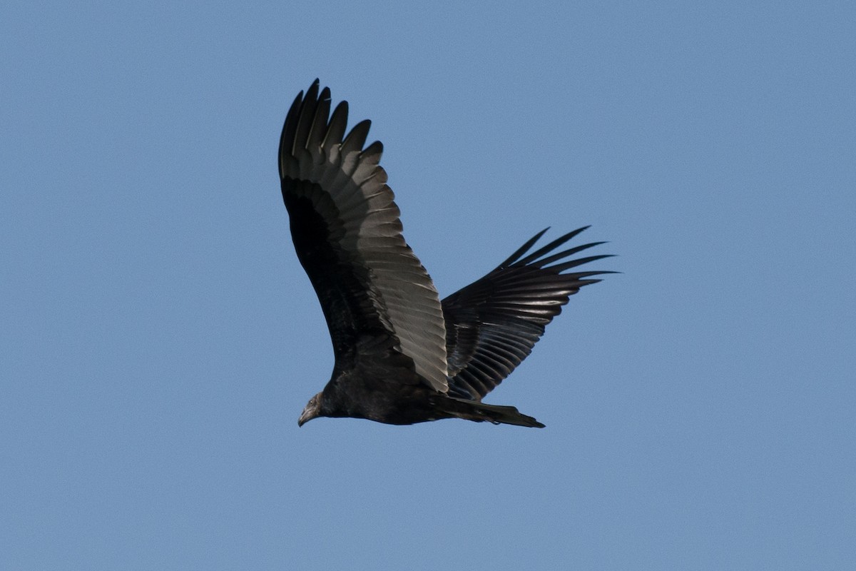 Turkey Vulture - ML638897776