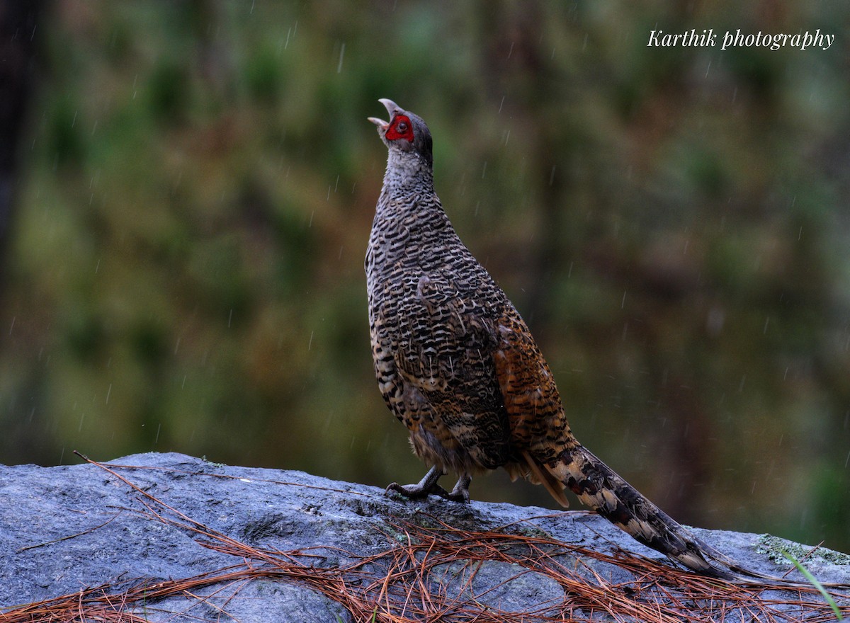 Cheer Pheasant - ML638897788