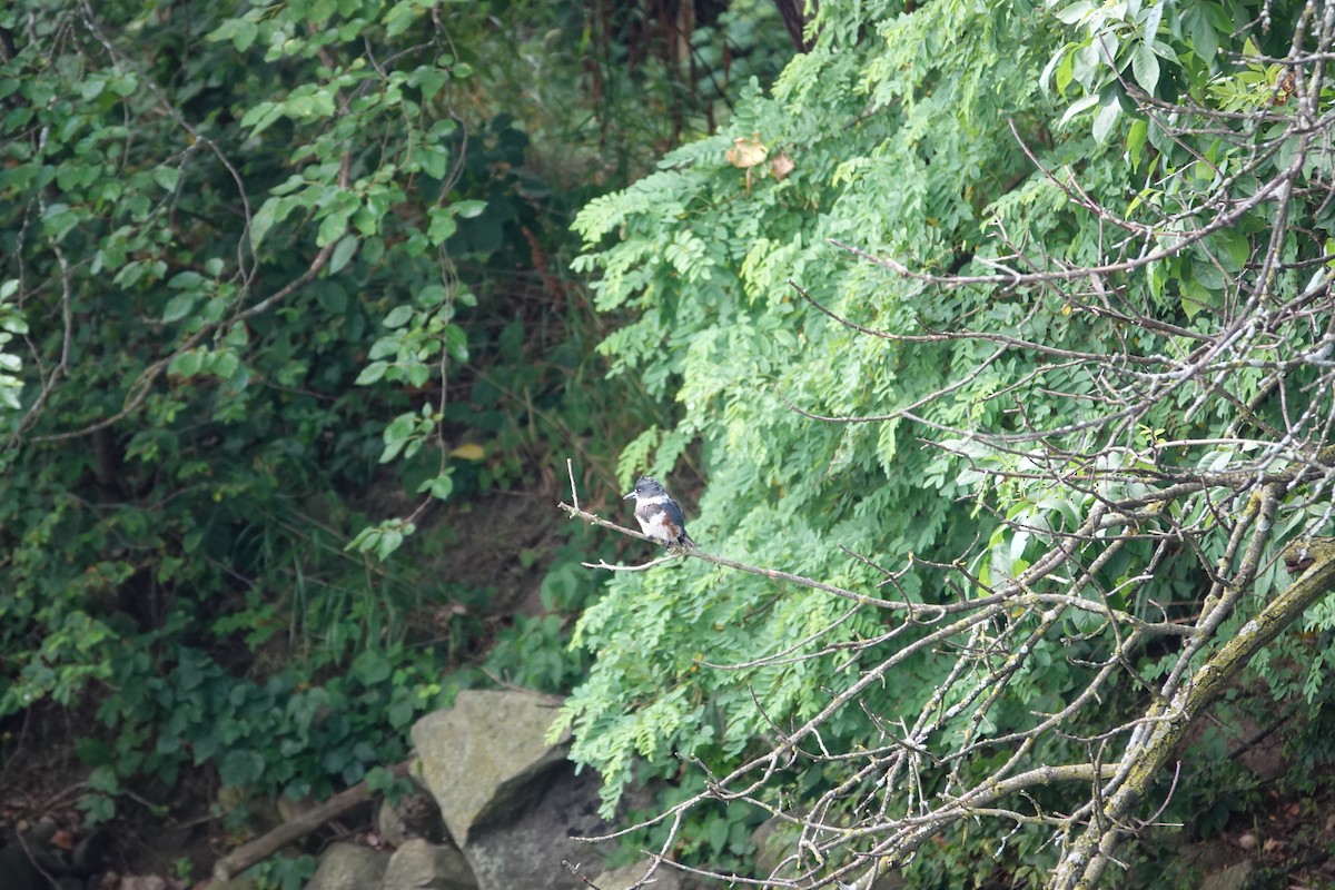 Belted Kingfisher - ML638897798