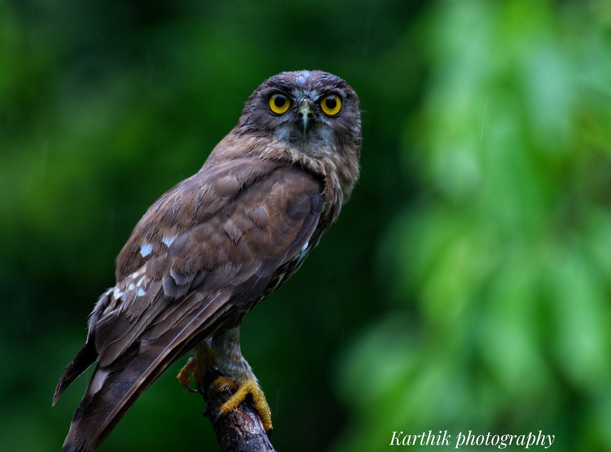 Brown Boobook - ML638897832