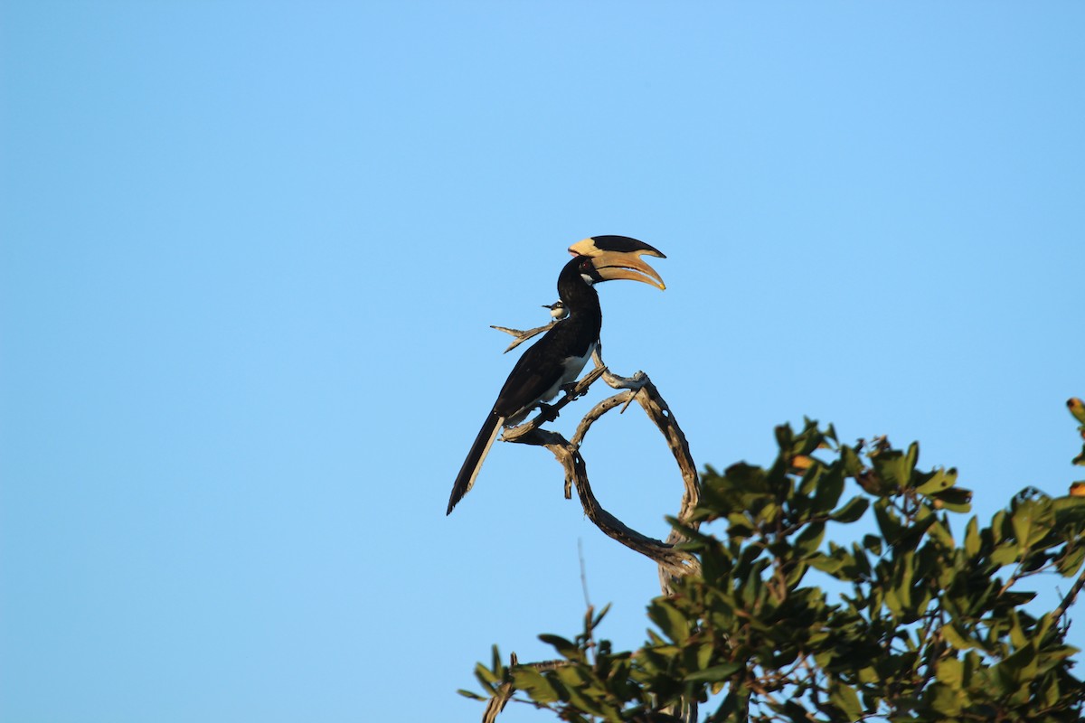 Malabar Pied-Hornbill - ML638897841