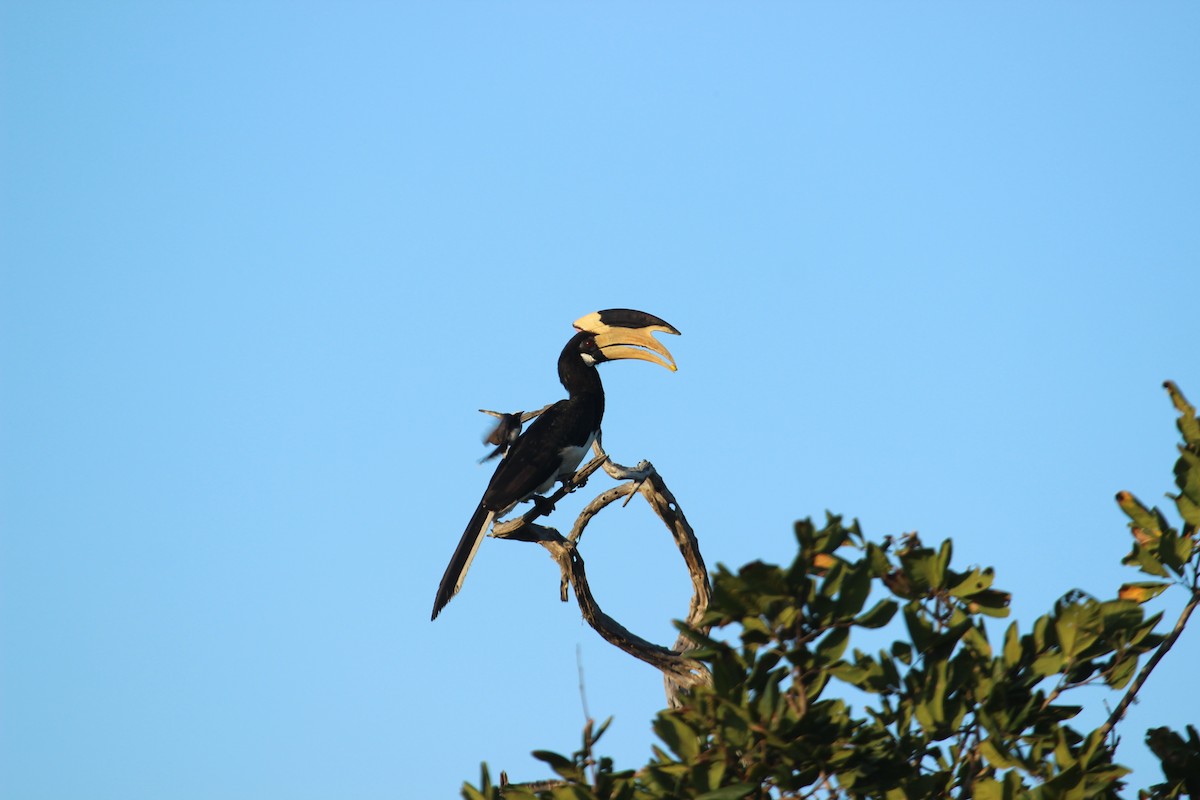 Malabar Pied-Hornbill - ML638897843