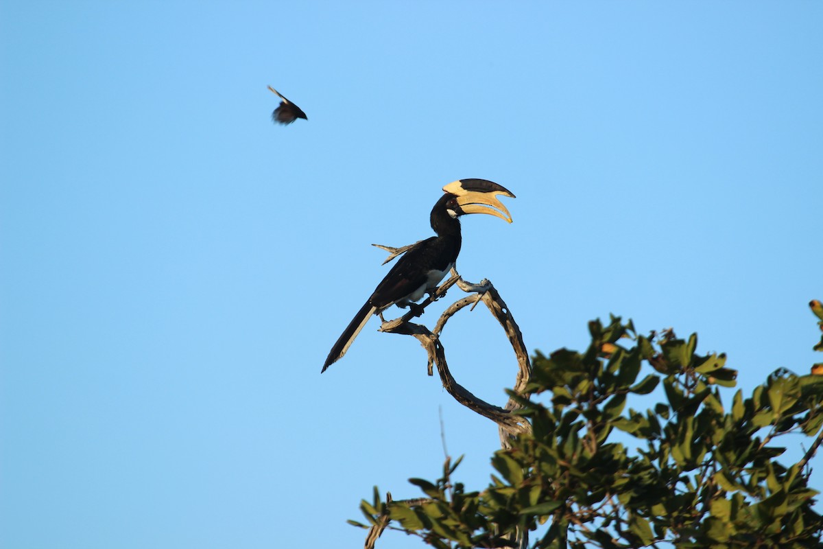 Malabar Pied-Hornbill - ML638897844