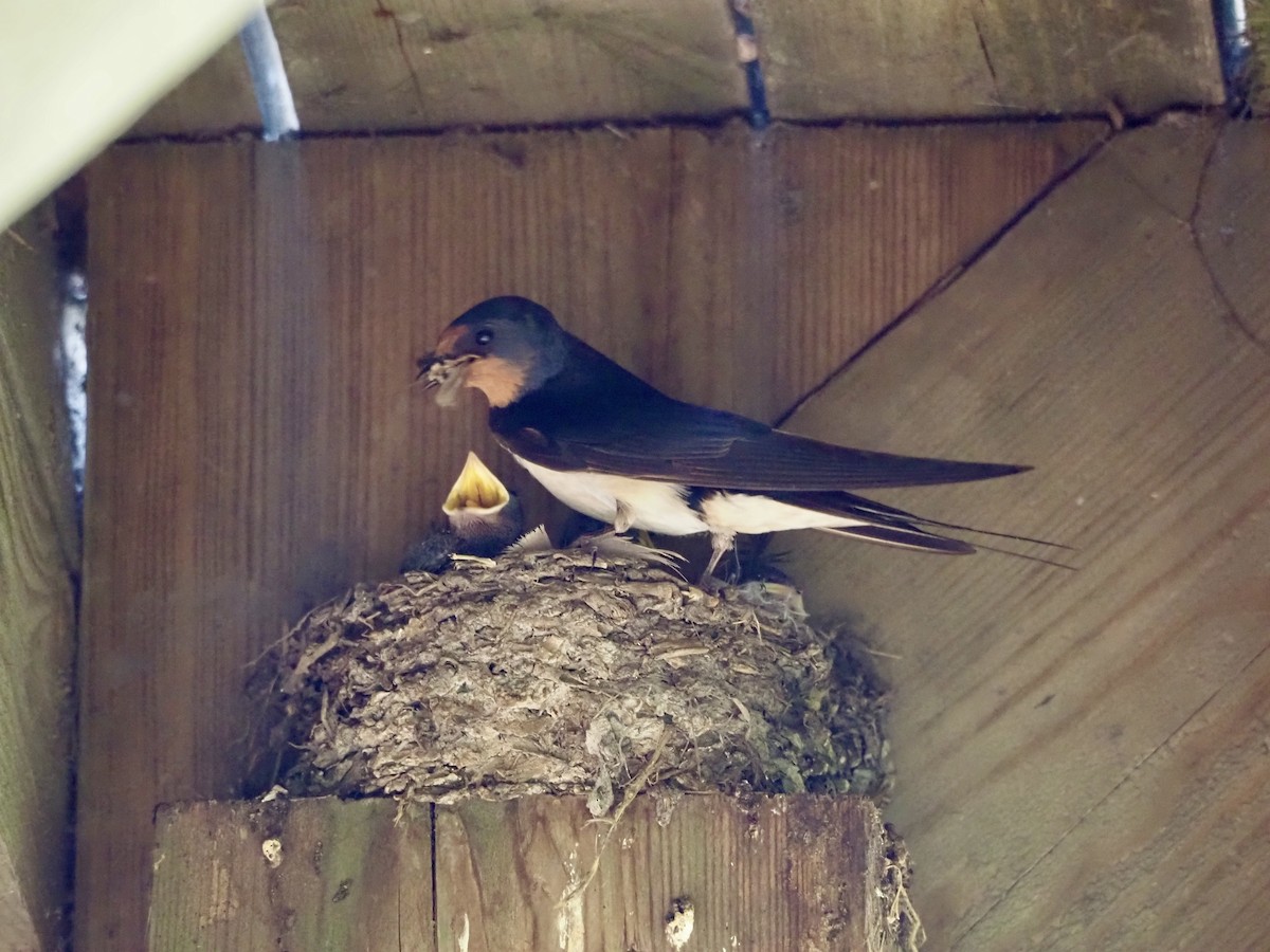 Barn Swallow - ML638897847