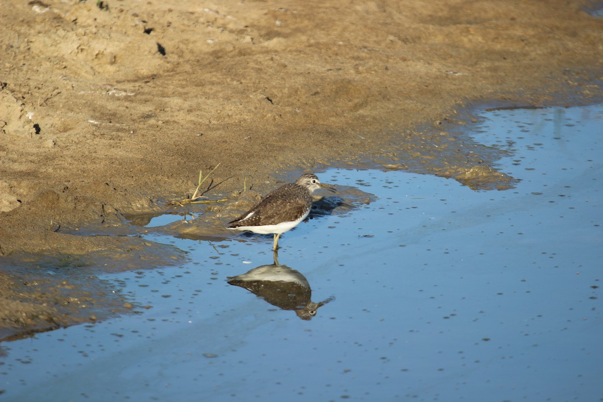 Green Sandpiper - ML638897858