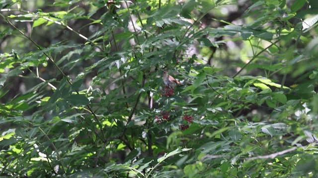 Zwergmusendrossel [ustulatus-Gruppe] - ML638897887