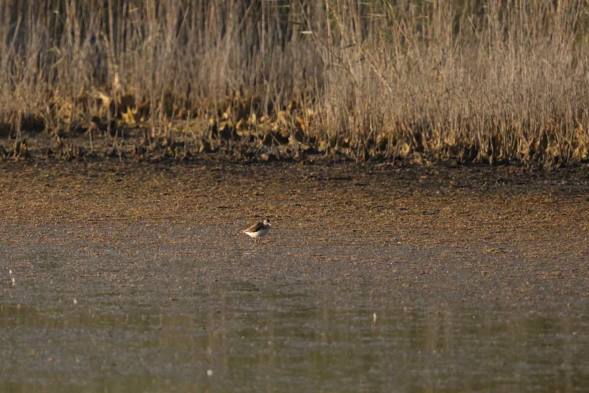 Green Sandpiper - ML638897902