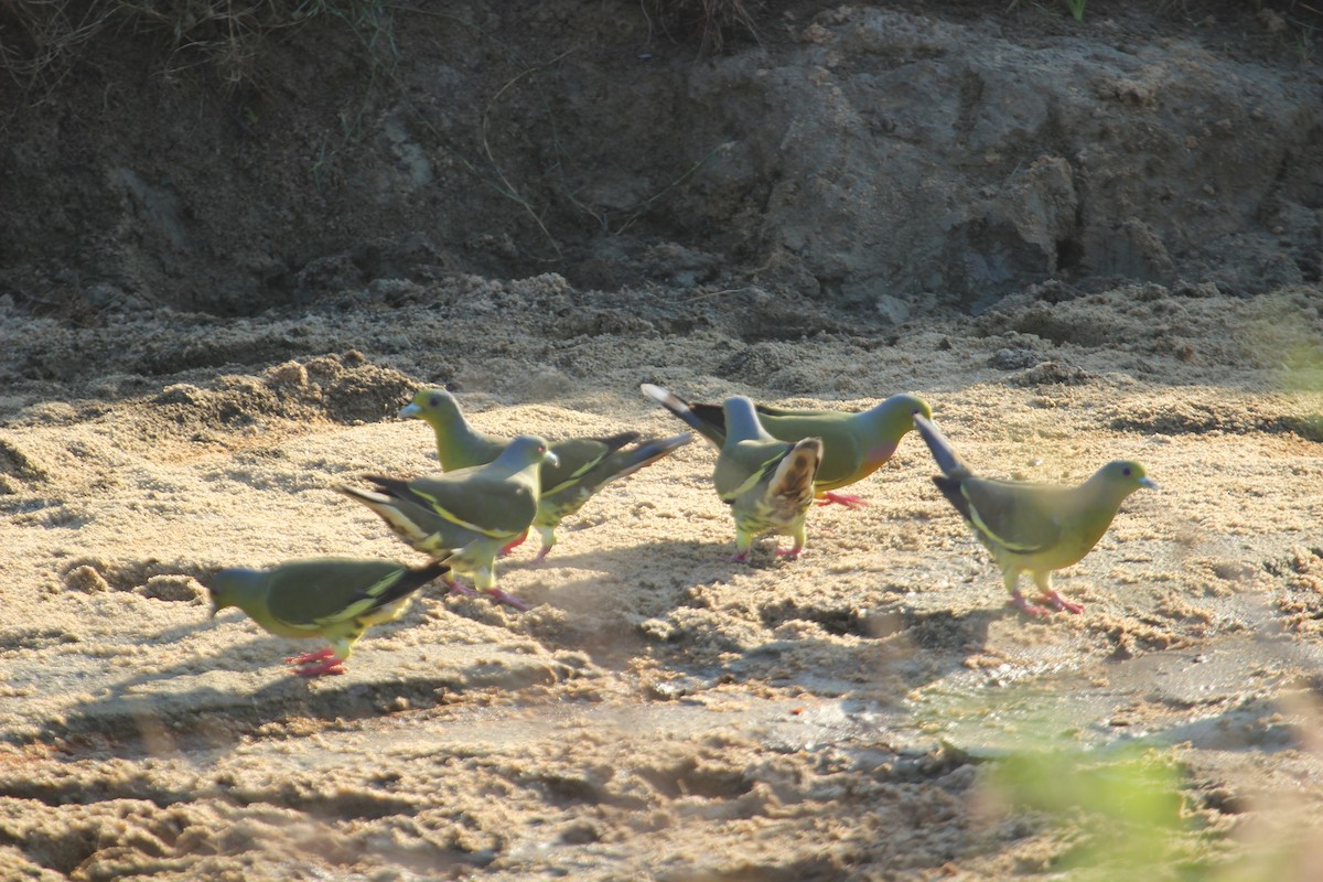 Orange-breasted Green-Pigeon - ML638897904