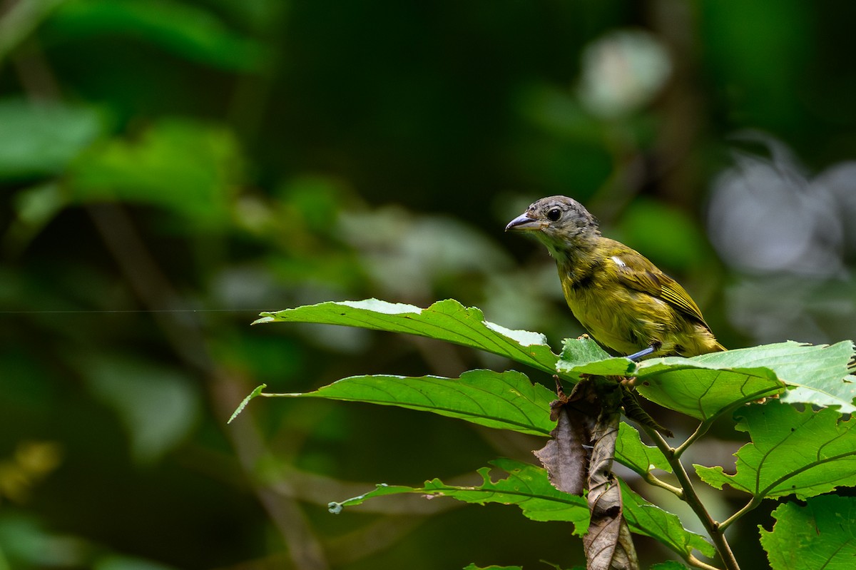 White-shouldered Tanager - ML638897907