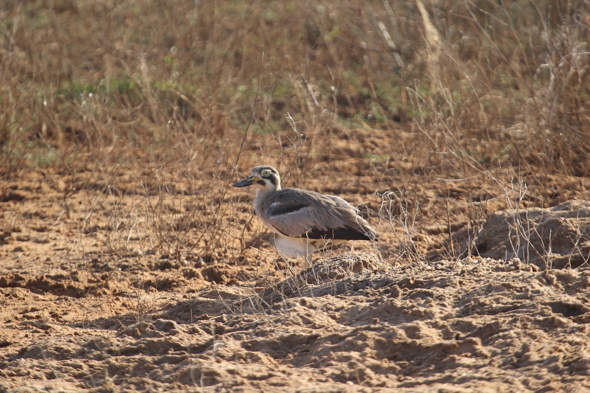 Great Thick-knee - ML638897914