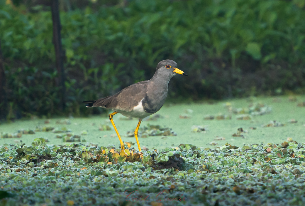 Gray-headed Lapwing - ML638897919