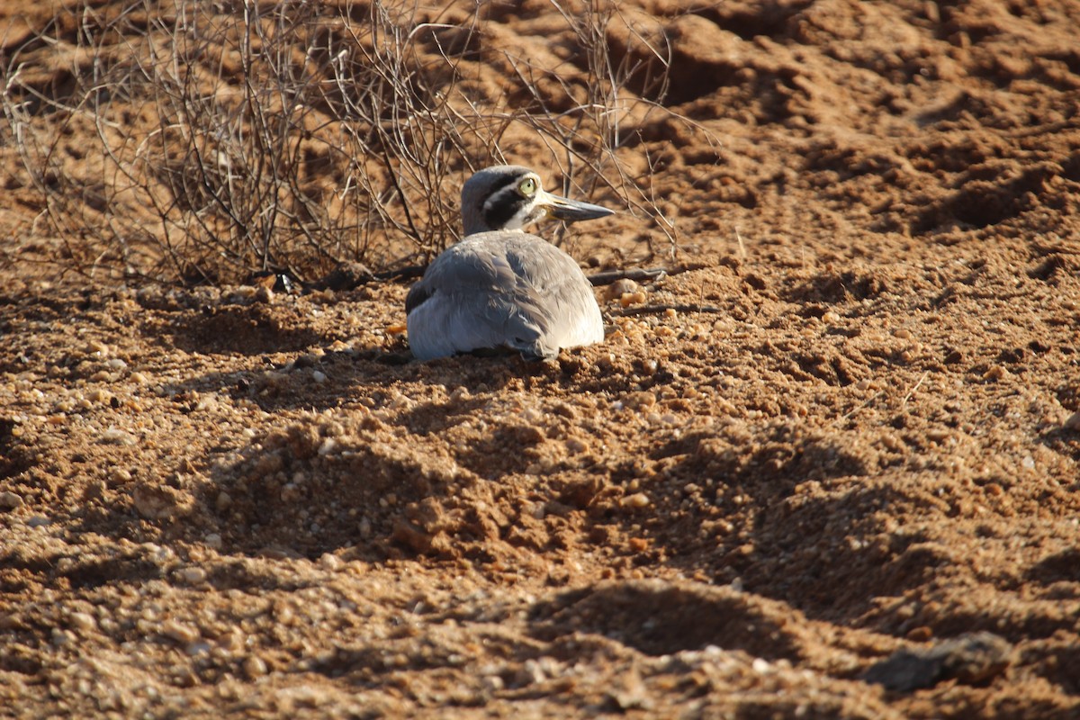 Great Thick-knee - ML638897921