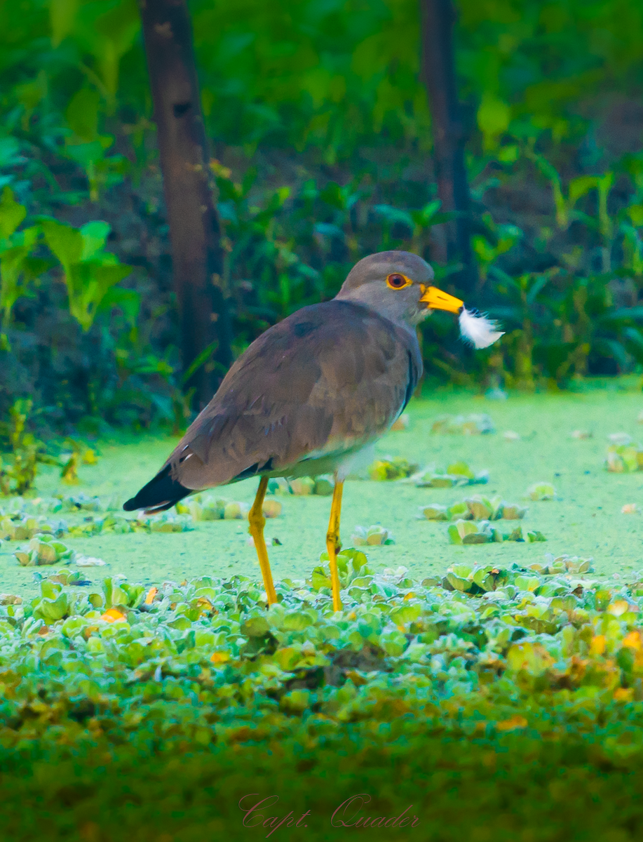 Gray-headed Lapwing - ML638897924