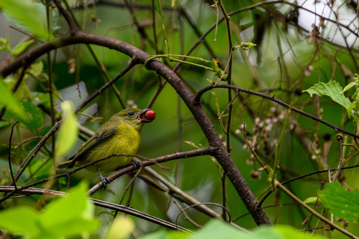 White-shouldered Tanager - ML638897928