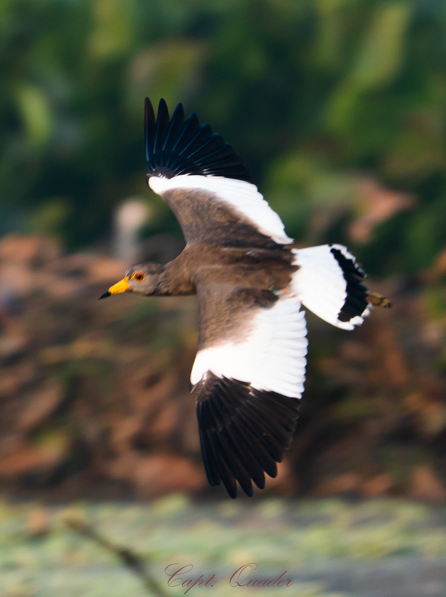 Gray-headed Lapwing - ML638897937