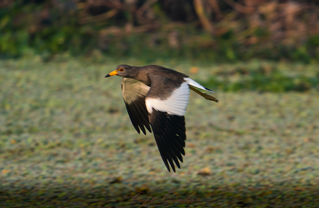Gray-headed Lapwing - ML638897938