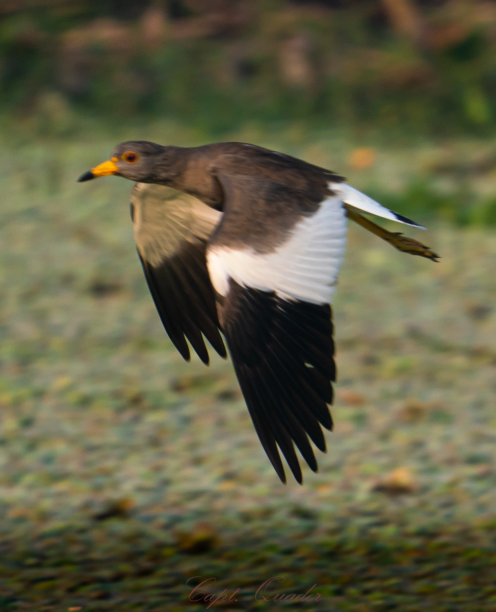 Gray-headed Lapwing - ML638897944