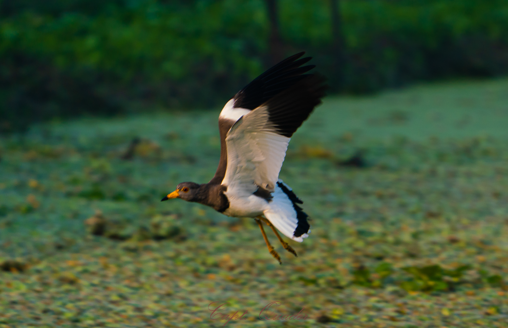 Gray-headed Lapwing - ML638897946