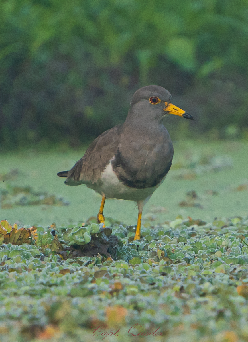 Gray-headed Lapwing - ML638897953