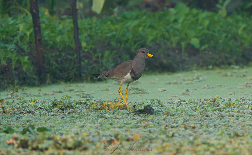 Gray-headed Lapwing - ML638897955