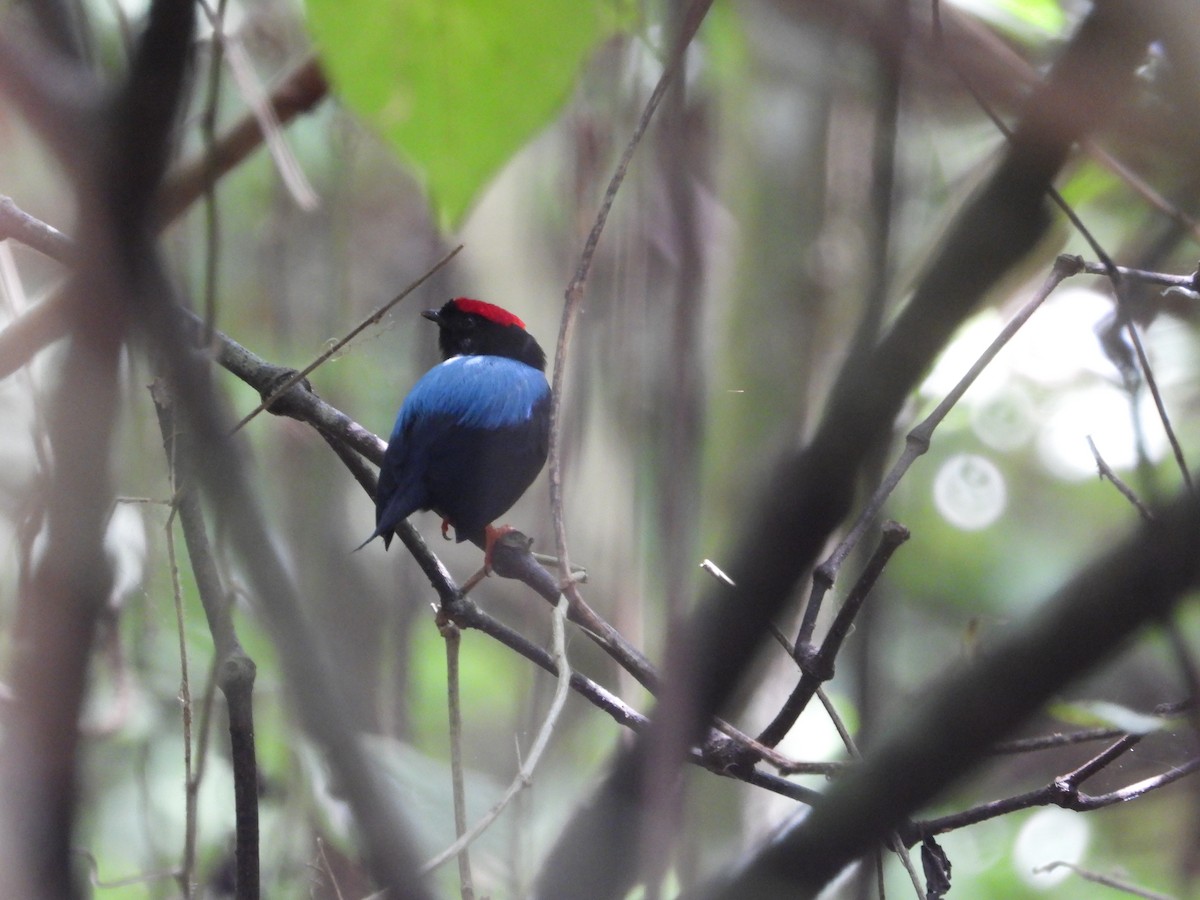 Manakin lancéolé - ML638897971