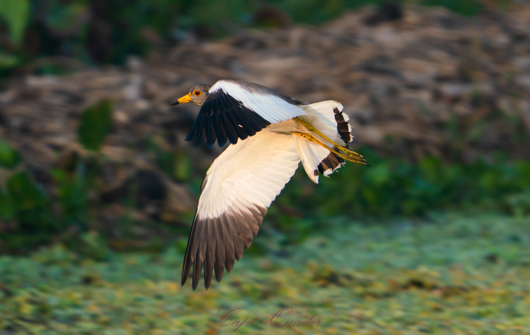 Gray-headed Lapwing - ML638897973