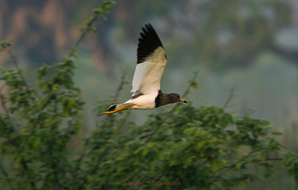 Gray-headed Lapwing - ML638897978