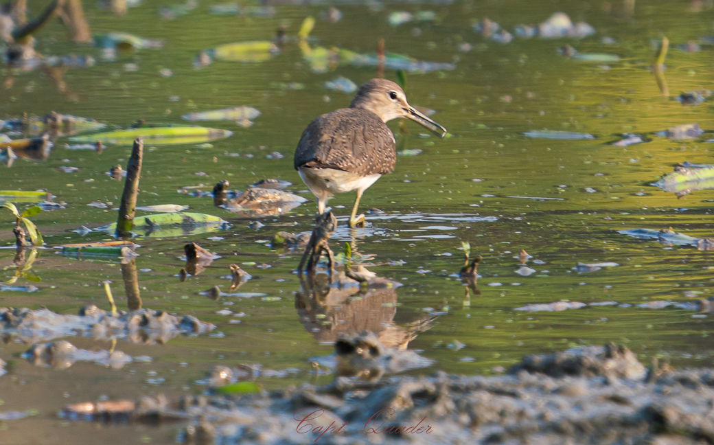 Green Sandpiper - ML638898038