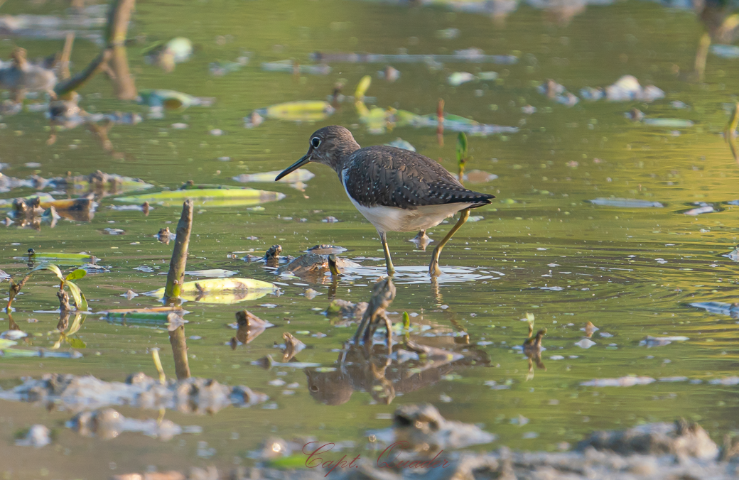Green Sandpiper - ML638898051