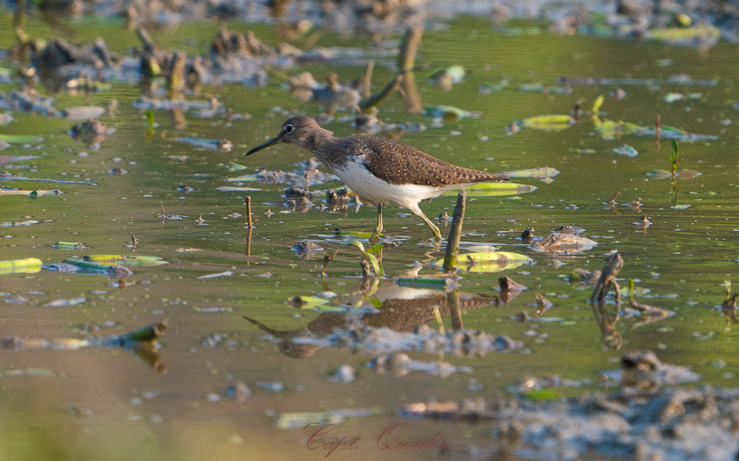 Green Sandpiper - ML638898066