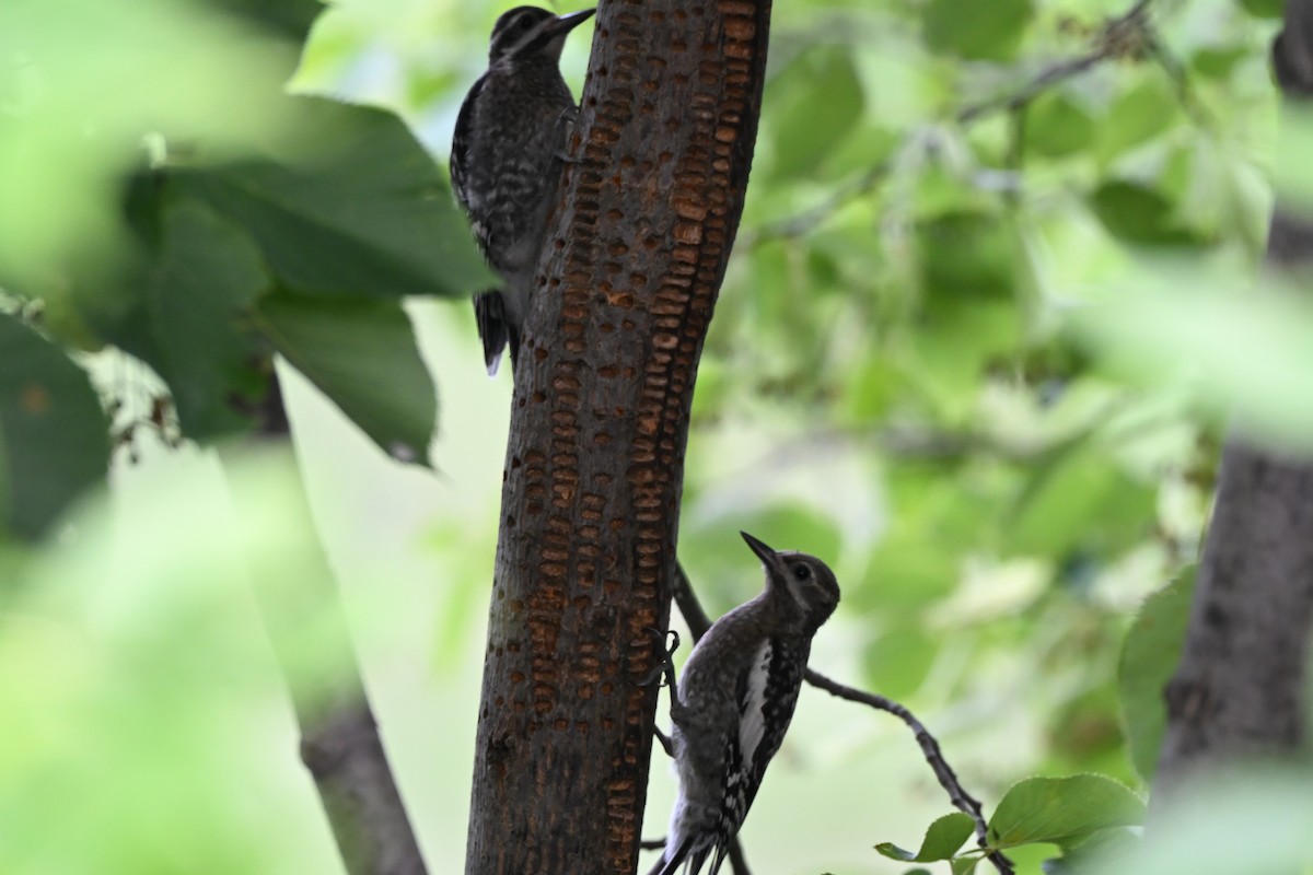 Yellow-bellied Sapsucker - ML638898070