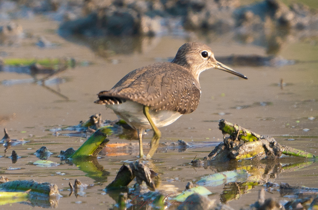 Green Sandpiper - ML638898074