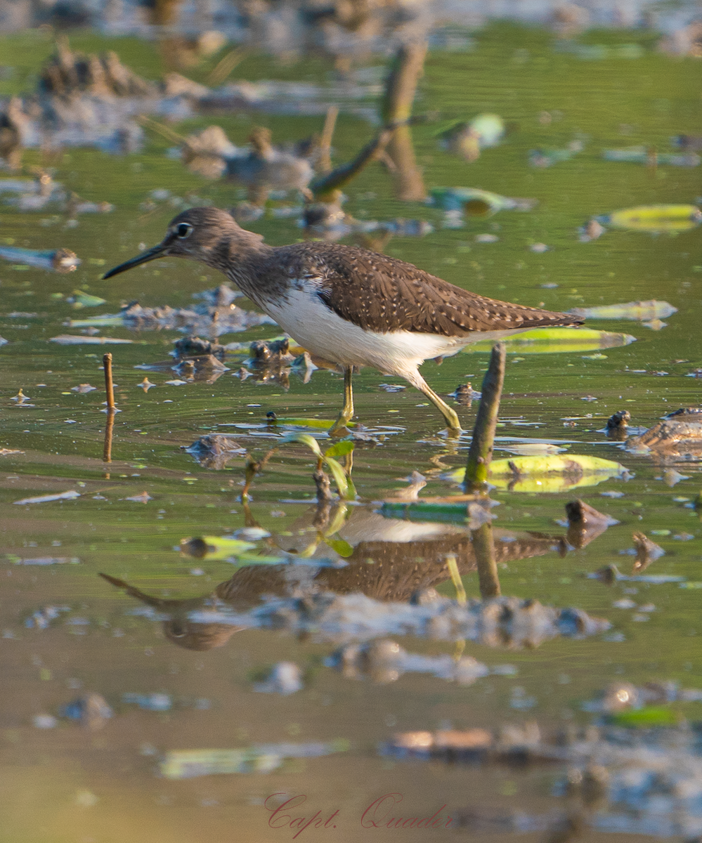 Green Sandpiper - ML638898094