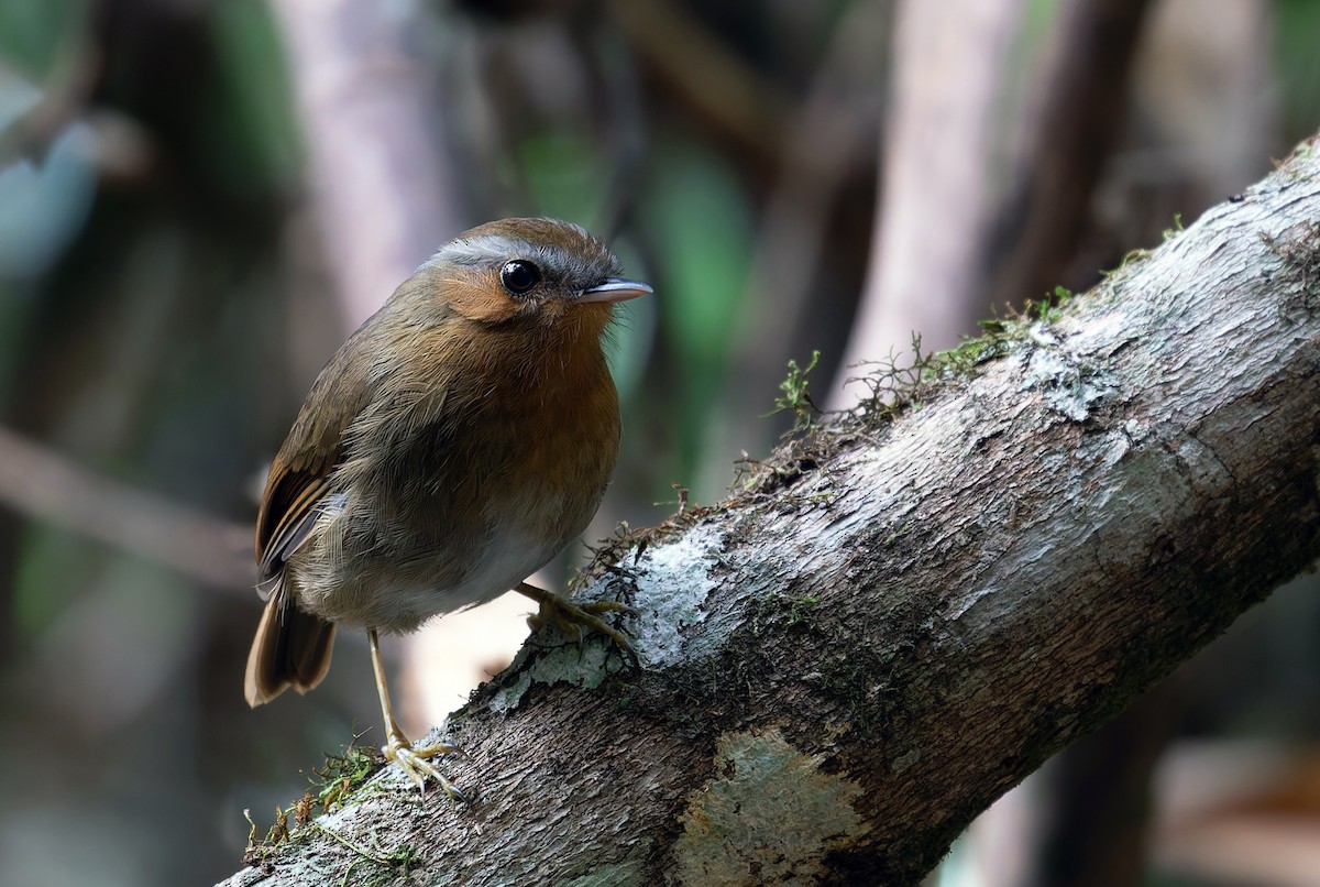 Rufous Gnateater - ML638898135