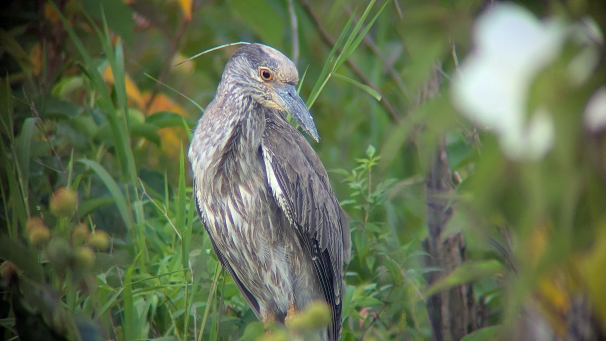 Yellow-crowned Night Heron - ML638898152