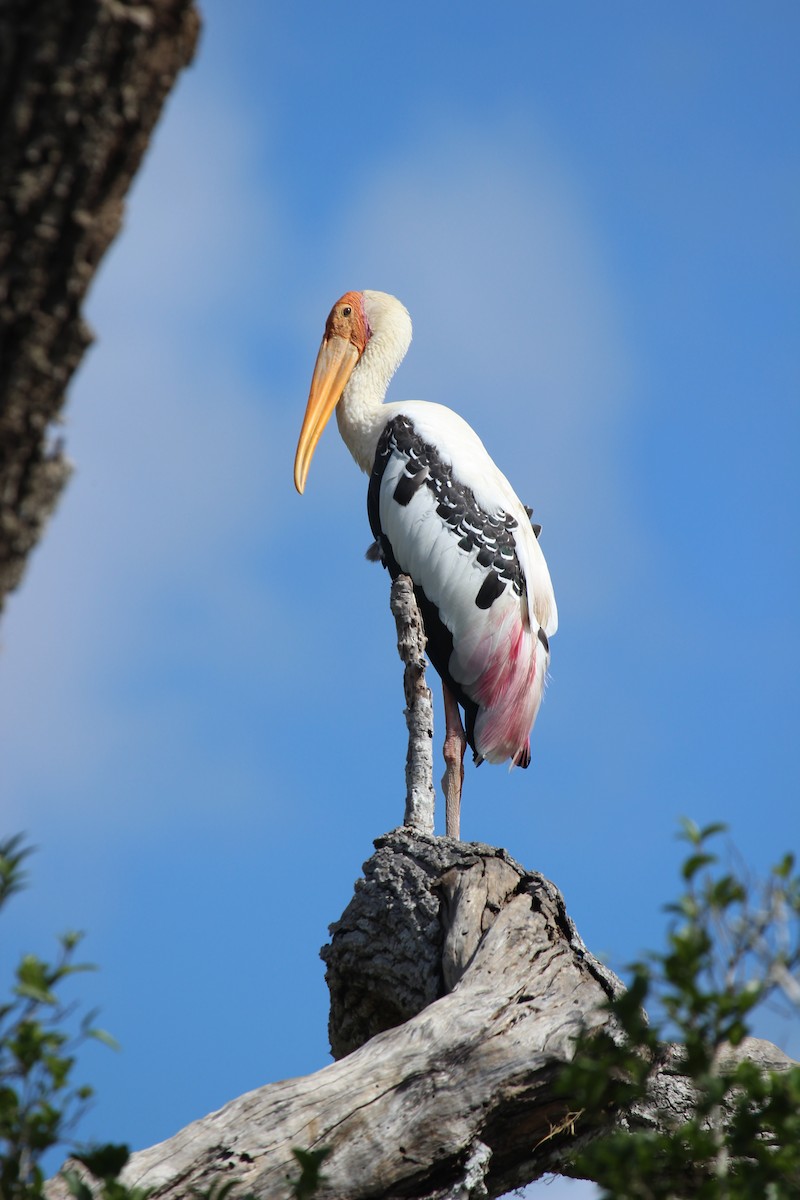 Painted Stork - ML638898164