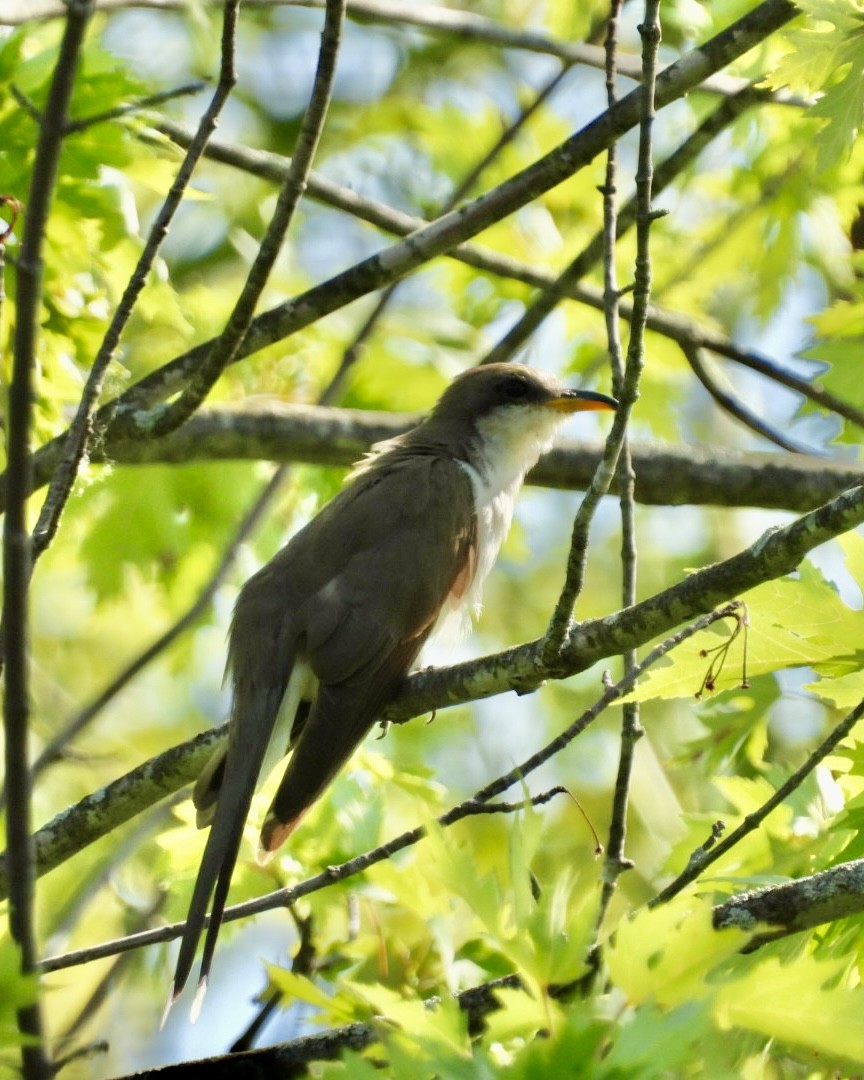 Yellow-billed Cuckoo - ML638898235