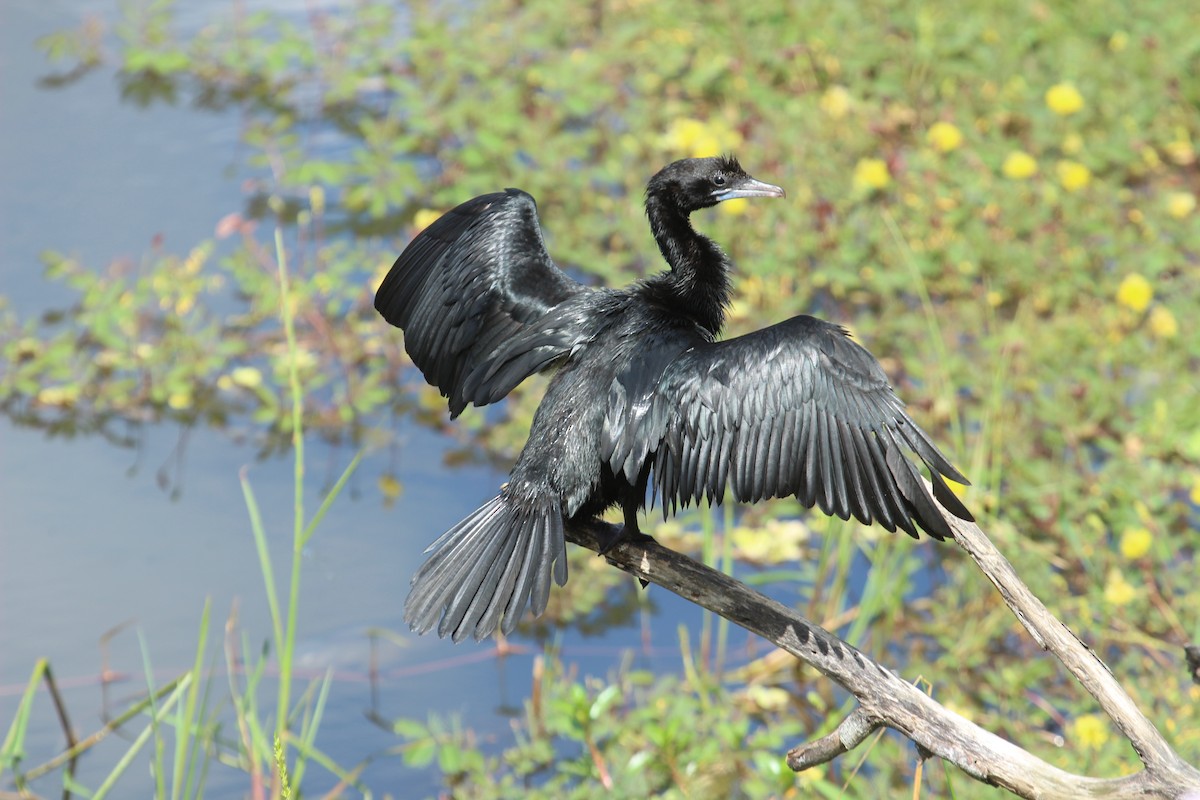 Little Cormorant - ML638898240