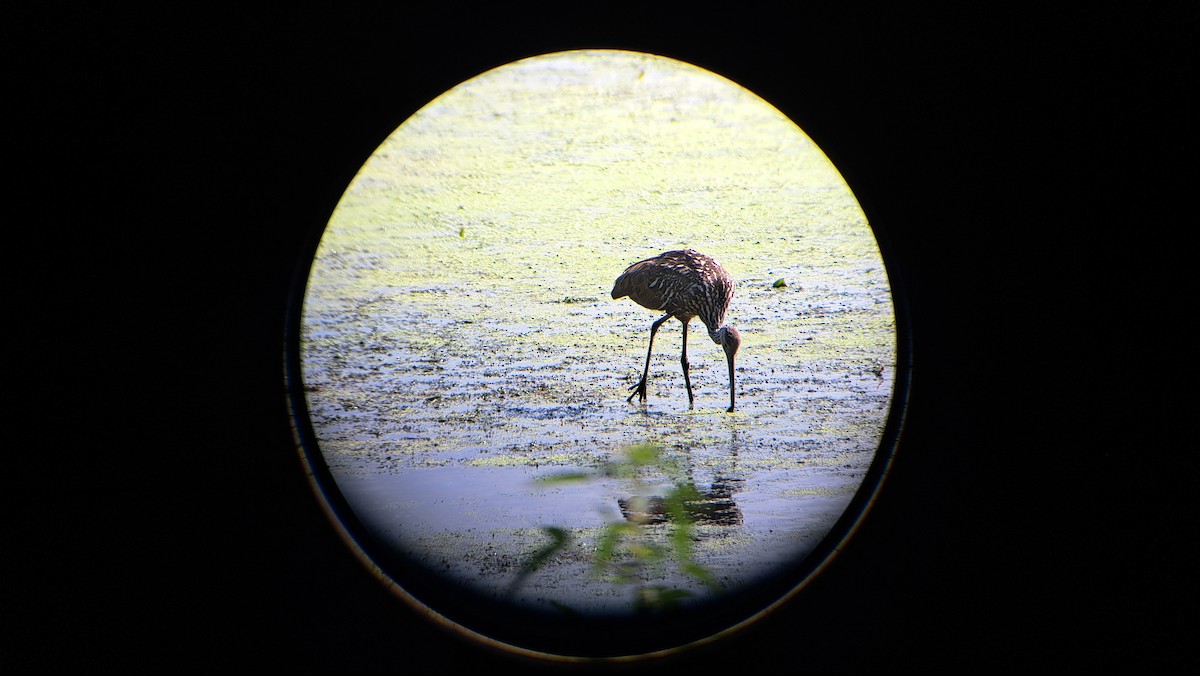 Rallenkranich - ML638898245