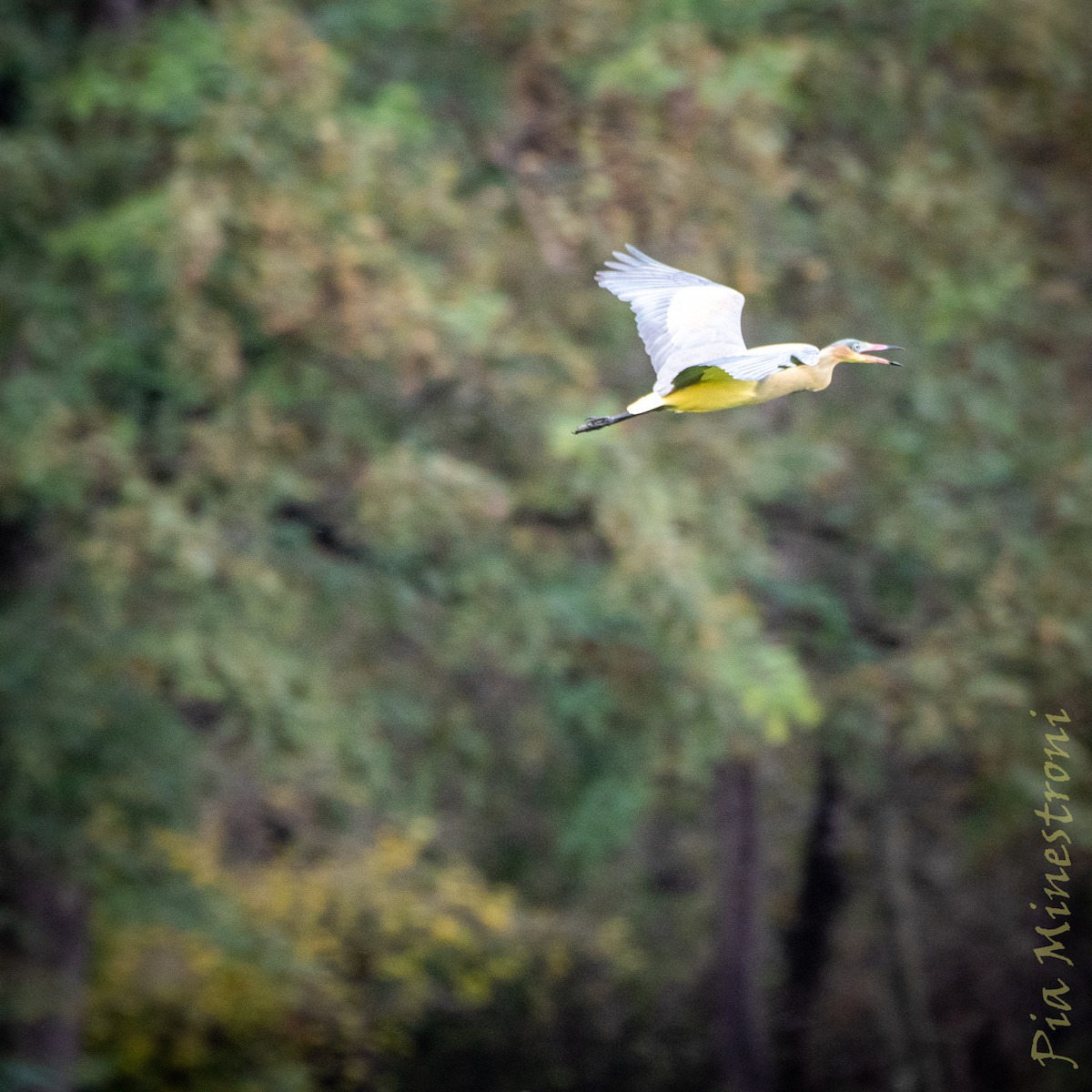 Whistling Heron - ML638898246
