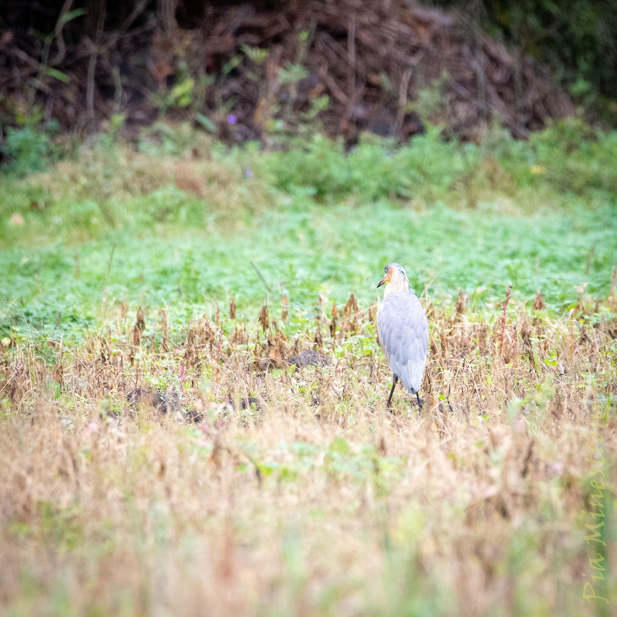Whistling Heron - ML638898247