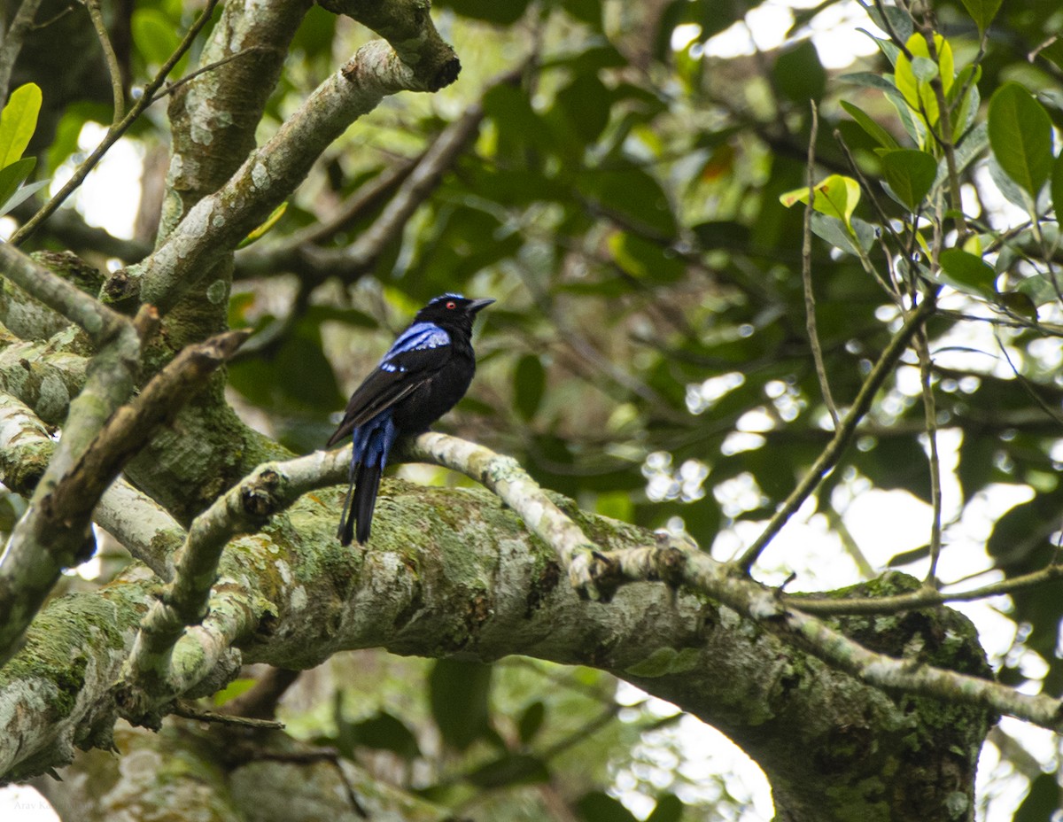 Asian Fairy-bluebird - ML638898267