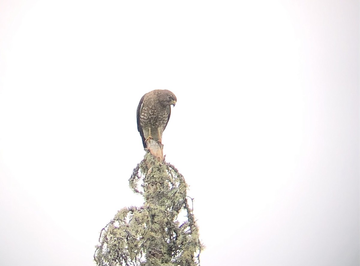 Broad-winged Hawk - ML638898312