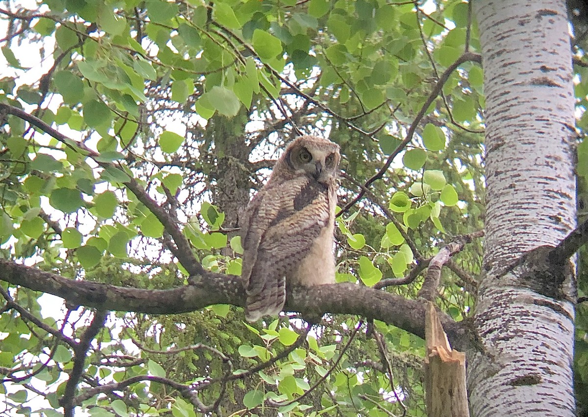 Great Horned Owl - ML638898322