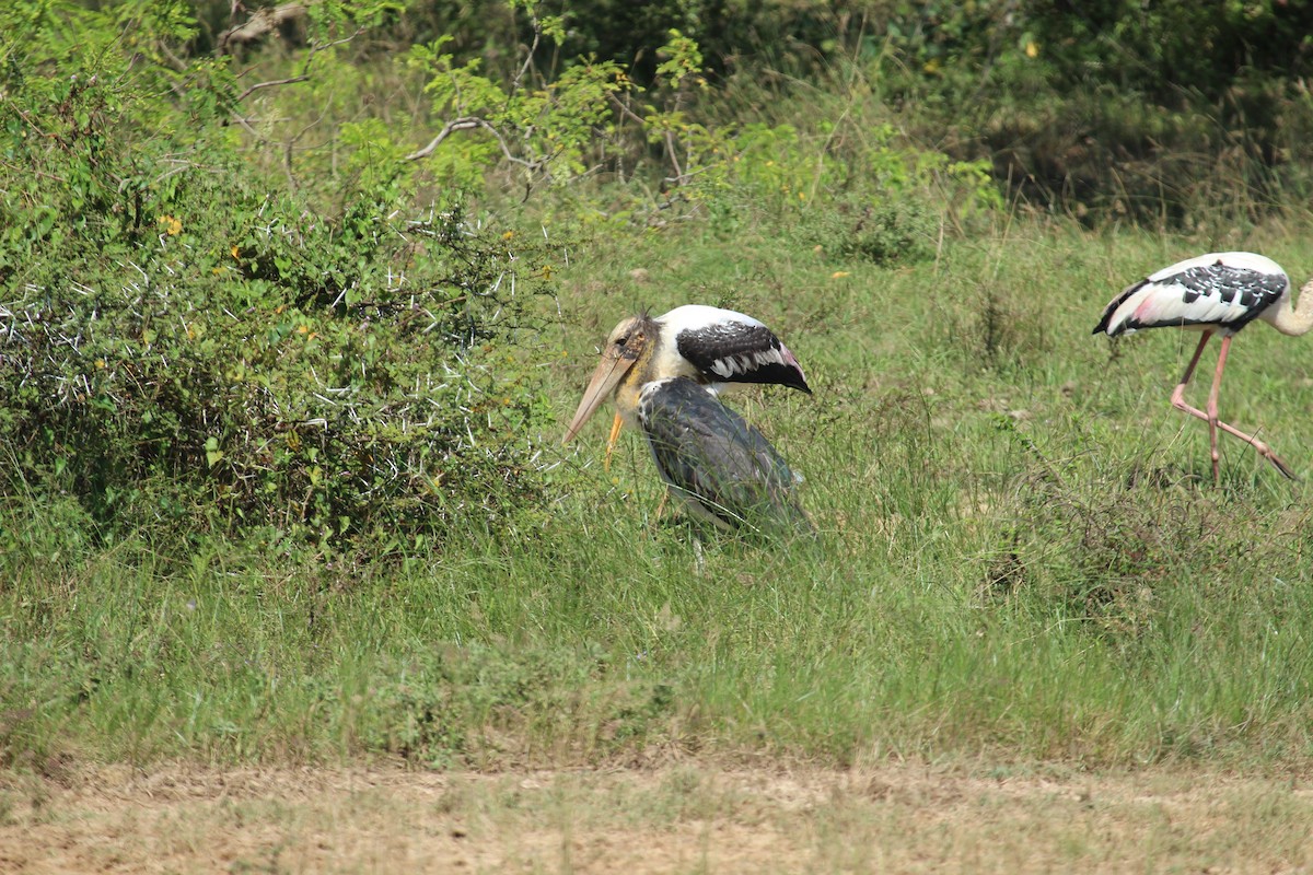 Lesser Adjutant - ML638898332