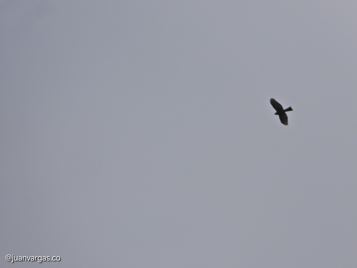 Sharp-shinned Hawk - ML638898406