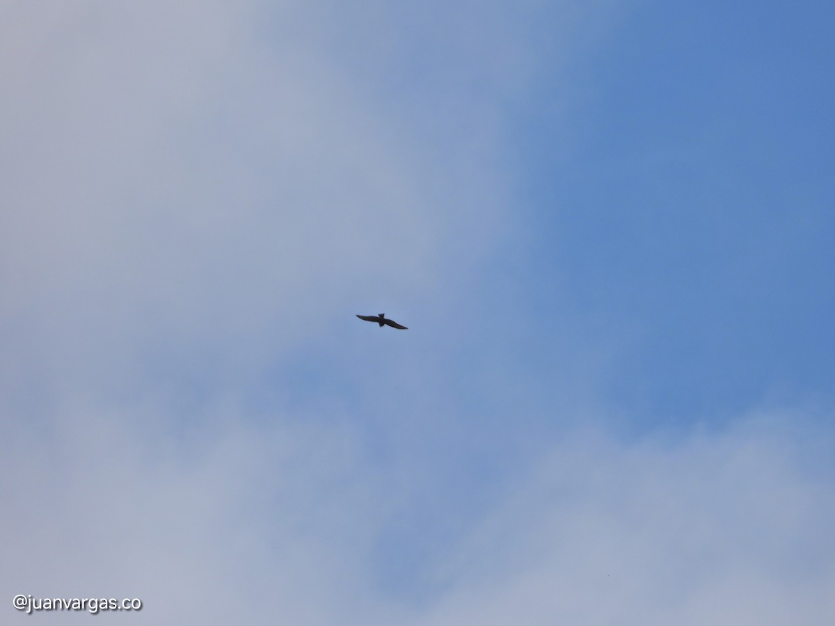 Sharp-shinned Hawk - ML638898408