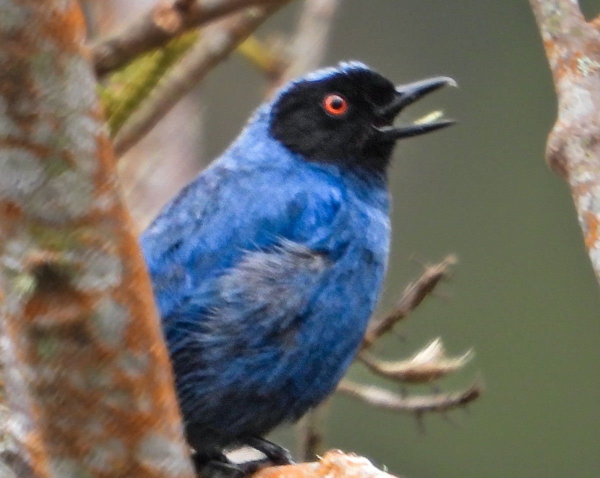Masked Flowerpiercer - ML638898438