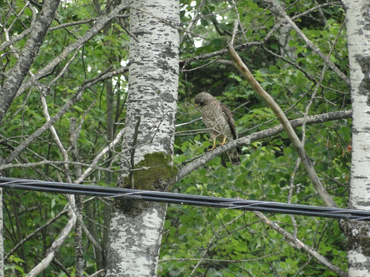 Broad-winged Hawk - ML638898497